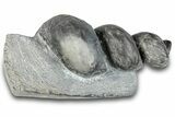 Devonian Fossil Gastropod Internal Mold - Issoumour, Morocco #282798-1